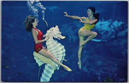 Postcard Weeki Wachee Florida Live Mermaids Spring Attraction Pretty Ladies