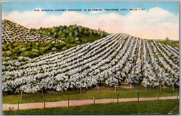 Postcard Traverse City Michigan c1946 Morgan Cherry Orchard in Blossom Evart MI