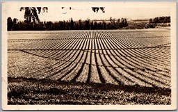 RPPC c1943 Honolulu Hawaii Pinapple Fields Scenic View U.S. Navy Censor Passed