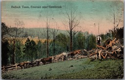 Postcard Emerald Australia 1911 Bullock Team Near Gembrook Victoria to India