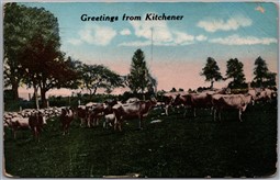 Postcard c1917 Greeings from Kitchener Ontario Cows Slogan Cancel *as is*
