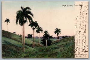 Postcard Puero Rico c1907 Royal Palms Scenic Hand Tinted RMS RPO Cancel Train 4 