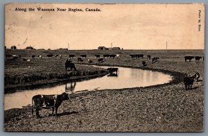 Postcard Regina Saskatchewan 1913 Along The Wascana Cows Field Farm Rice Photo