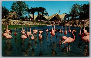 Postcard Tampa Florida c1950s Busch Gardens Flamingos Keeping Cool Unused