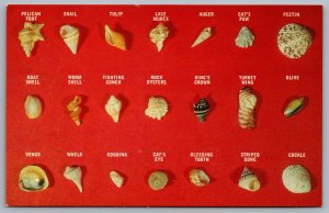 Postcard c1960s Collection Of Shells Found On Florida Beaches Unused