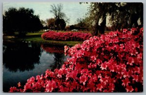 Postcard Florida c1960s Azaleas In Bloom Sylvan Abbey Clearwater Safety Harbor