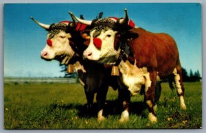 Postcard Nova Scotia c1972 Prize Yoke of Oxen CDS Slogan Cancel