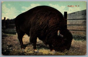Postcard Buffalo New York c1912 View of A Bison Grazing Sent to Berlin Ontario