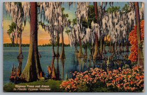 Postcard Cypress Gardens Florida c1953 Cypress Trees and Knees Lake Eloise