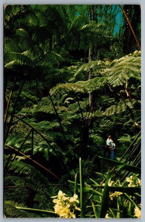Postcard Hawaii National Park c1961 Tree Fern Forest Kilauea Crater