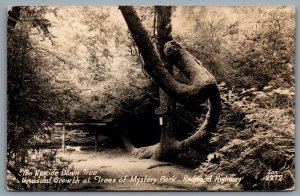 Postcard RPPC c1940s Klamath CA Upside Down Tree Mystery Park Redwood Highway 