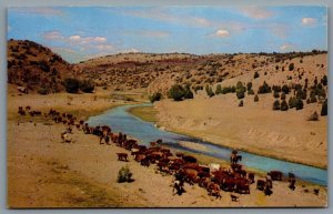 Postcard Colorado Springs CO c1950s Watering The Herd Cattle Tumbleweed 