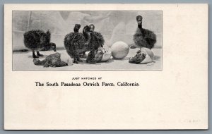 Postcard South Pasadena CA c1900s Ostrich Farm Hatched Chicks Embossed