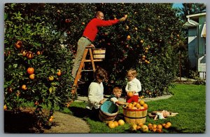 Postcard Florida c1960s Residents Enjoy Their Own Backyard Orange Grove 