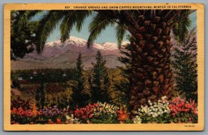 Postcard California c1947 Orange Groves And Snow Capped Mountains Winter Scene