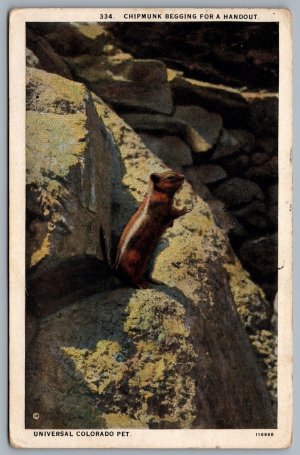 Postcard Colorado c1931 Chipmunk Begging For A Handour CDS Machine Fort Collins