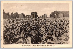 Postcard 1940 Postmarked Delhi Norfolk County Ontario Suckering Flue Tobacco