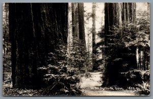 Postcard RPPC c1930s Dyerville CA In the Dyerville Grove Giant Redwoods 