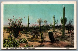 Postcard AZ c1927 Springtime On THe Desert In Arizona Cactus