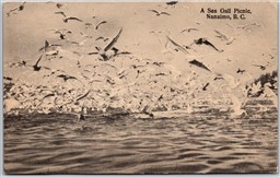 Postcard Nanaimo British Columbia c1910s A Sea Gull Picnic by Rumsey