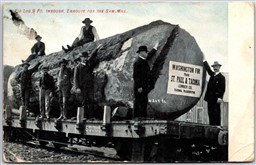 Postcard c1910 Washington Fir Tree From St. Paul & Tacoma Lumber Co. to Saw Mill