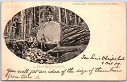 Postcard Humboldt Redwoods California 1909 A Prostrate Giant Logging Lumberjacks