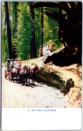 Postcard California c1910s A Big Tree Redwoods Horse Carriage