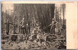 Postcard Humboldt Redwoods California 1900s Trees Axes Logging Lumberjacks