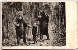 Postcard c1910 The Original Teddy Bears In a Washington Forest by Lowman Hanford