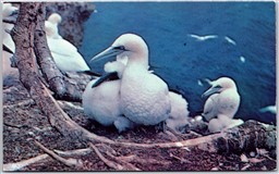 Postcard Perce Quebec Gannet Nesting Bird Sanctuary Bonaventure Island Gaspe 