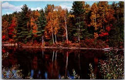 Postcard Apsley Ontario Scenic View Advert Armstrong's Eel's Lake Store