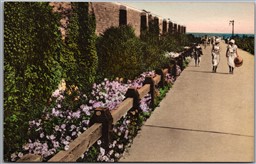 Postcard Long Island New York Jones Beach State Park Landscaped Walk Albertype
