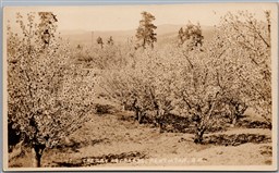 Postcard RPPC Penticton British Columbia Cherry Orchards by Stocks Photo