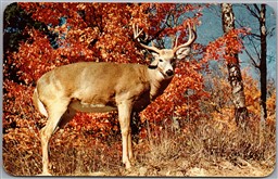Postcard c1959 Greetings From The Haliburton Highlands Ontario Buck Deer