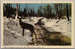 Postcard North Bay Ontario Deer on Ferguson Highway Winter Scene Nippising