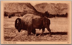 Postal Stationery c1932 Western Canada Buffalo 2c Brown Illustrated PSC Postcard