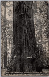 Postcard Santa Cruz California c1920 Big Tree Grove 306 Ft. High 5000 Years Old