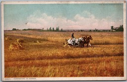 Postcard c1910s Harvesting in Kansas Detroit Publishing