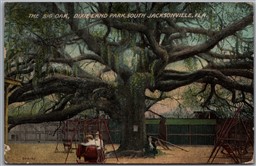 Postcard Jacksonville Florida c1918 The Big Oak Dixieland Park Playground Swings