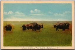 Postcard Moose Jaw Saskatchewan c1940s Buffalo in Wild Animal Park by PECO