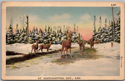 Postcard Southampton Ontario c1940 Scenic Winter View Deer *as is*