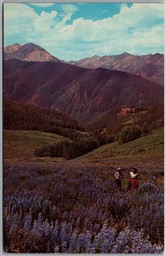 Postcard Southern California Blue Lupine Scenic View of Foothills
