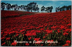 Postcard Southern California San Clemente & Oceanside Poinsettia Plantation 
