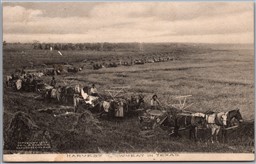 Postcard c1907 Harvesting Wheat in Texas Threshing Geo. B. Cornish Albertype