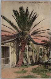 Postcard Corpus Christi Texas c1914 Date Palm Hand Colored by Albertype 