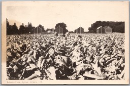 Postcard Aylmer Ontario Tabacco Field Elgin County by PECO