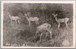 Postcard Boswell British Columbia c1949 Deer Grazing Split Ring Cancel Lavington