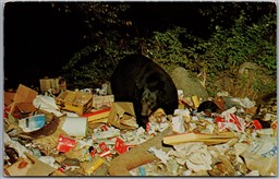 Postcard Central Adirondacks New York Black Bear Feeding at the Village Dumps