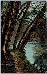 Postcard New Westminister British Columbia c1909 Birches Brunnett River