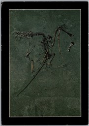 Postcard Holzmaden Germany Museum Hauff Dinosaur Fossil Dorygnathus to Calgary